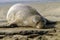 Hawaiian Monk Seal Kauai Hawaii