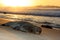 Hawaiian Monk seal resting