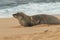 Hawaiian Monk Seal Resting on Beach
