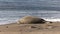 Hawaiian Monk Seal Resting on a Beach