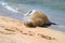 Hawaiian Monk Seal on sandy beach