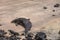 Hawaiian Monk Seal on sandy beach at Kailua bay in Kona, Hawaii, USA