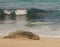 Hawaiian Monk Seal sleeping