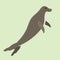 Hawaiian monk seal swimming animal hawaii mammal endangered species marine nature chuco aquatic lion character vector