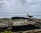 Hawaiian NeNe Bird, Lava and Ocean