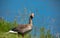 Hawaiian Nene Goose stands on the shore of a lake in a public park.