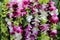 Hawaiian Orchid lei