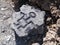 Hawaiian Petroglyph Carving