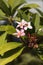 Hawaiian pink plumeria hybrid, frangipani blooms