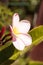 Hawaiian pink and white plumeria hybrid