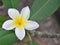 Hawaiian Plumeria