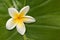 Hawaiian Plumeria on Green