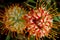 Hawaiian Protea Flowers in bloom.