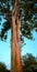 Hawaiian Rainbow Eucalyptus Tree