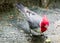 Hawaiian red-crested cardinal Paroaria coronata bird