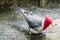 Hawaiian red-crested cardinal Paroaria coronata bird