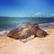 Hawaiian Sea Turtle on beach