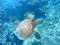 Hawaiian Sea Turtle Swimming Underwater