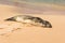 Hawaiian seal sleeping on the sand, Hawaii