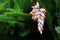 Hawaiian shell ginger flower