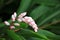 Hawaiian shell ginger flower