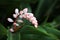 Hawaiian shell ginger flower