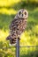 Hawaiian Short-Eared Owl aka Pueo