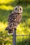 Hawaiian Short-Eared Owl aka Pueo