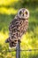 Hawaiian Short-Eared Owl aka Pueo