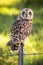 Hawaiian Short-Eared Owl aka Pueo