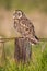 Hawaiian Short-Eared Owl aka Pueo