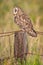 Hawaiian Short-Eared Owl aka Pueo