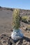 Hawaiian Silversword