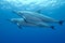 Hawaiian Spinner Dolphin