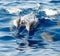 Hawaiian Spinner Dolphins