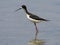 Hawaiian Stilt