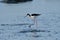 Hawaiian Stilt Strolling on River Bed