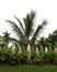 Hawaiian surfboard fence surrounding a yard