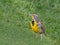 Hawaiian Western Meadowlark
