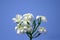 Hawaiian White Plumeria flowers on a bush with a blue sky