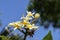 Hawaiian yellow plumeria hybrid, frangipani