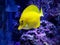 Hawaiian Yellow Tang Fish - Zebrasoma flavescens