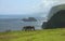 Hawaiin mules grazing