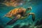 Hawaiis endangered Hawaiian Green Sea Turtle cruising in the warm Pacific Ocean