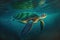 In Hawaiis warm Pacific Ocean seas, a threatened Hawaiian Green Sea Turtle sails