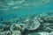 Hawcksbill sea turtle Eretmochelys imbricata