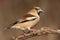 Hawfinch