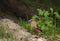 Hawfinch