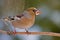 The Hawfinch