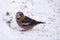 Hawfinch bird Coccothraustes coccothraustes